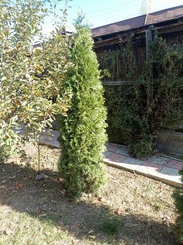 искусственный газон для мини футбольного поля цена бишкек: Туя — 8