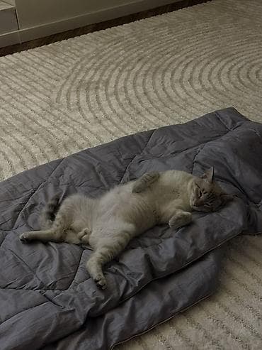 сколько стоят лысые кошки: Отдаем бесплатно кота в добрые руки, отдаем из за того что у ребенка — 3