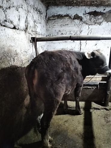 ангуз бука: Продаю | Тёлка | На откорм, На забой | Привязанные — 1