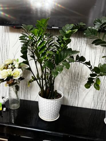 сколько стоят гипсофилы: Продается ухоженный Замиокулькас, долларовое дерево. 3000 сом — 2