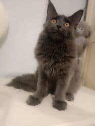 купить кошку мейн кун: Мейн-кун, окрас «голубой» (однотонный дымчато‑серый). - Порода: Maine — 1