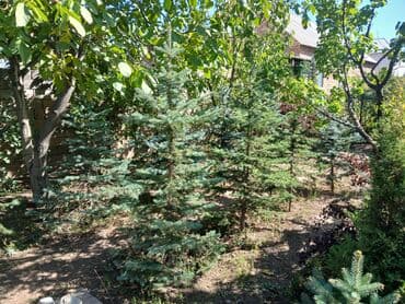 облепиха саженцы: Саженцы деревьев: Ели, Самовывоз — 3