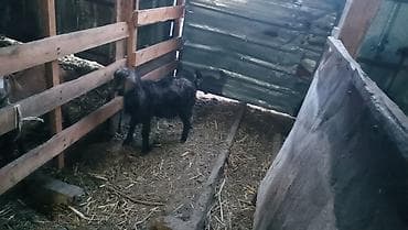 кобыла бее: Продаю | Козлёнок | Нубийская | Для разведения | Племенные — 3