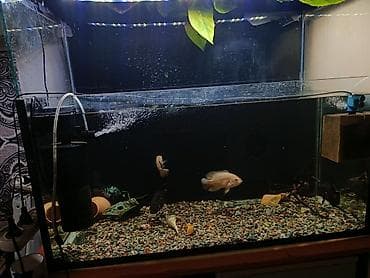 Аквариумдар: Продается готовый аквариум «под ключ» (165 литров) со всем содержимым! — 4