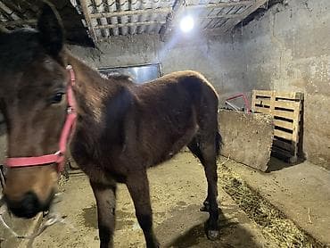 Аквариумдар: Сатам | Тай | Көбөйтүү үчүн — 7