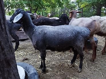 рыбки цена: Продаю | Овца (самка), Баран (самец) | На забой — 4
