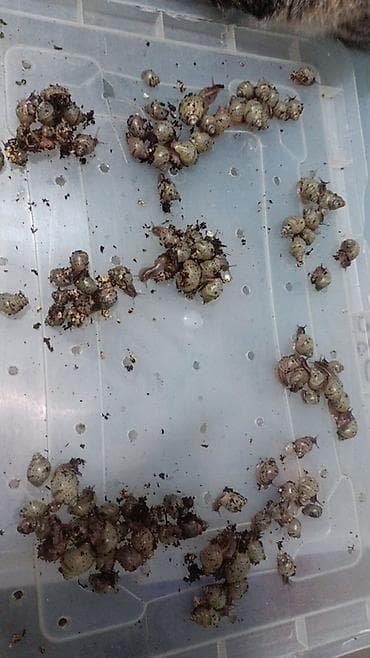 военная сетка: Молодь сухопутных улиток (мелкие улитята) - Вид: домашние сухопутные — 1