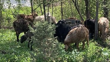 обмен на баран: Продаю | Овца (самка) | Для разведения — 4