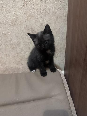 продам котят: Котята, помёт разноокрасочный. - Возраст: примерно 1,5–2 месяца (по — 3