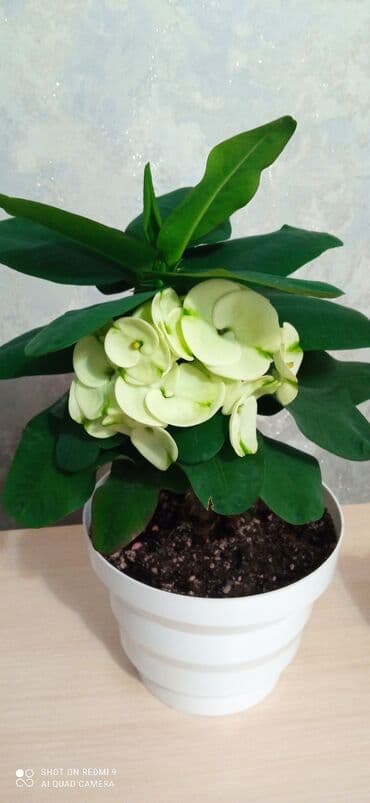 ежамалина кочот: Тайский молочай детка с бутонами — 2