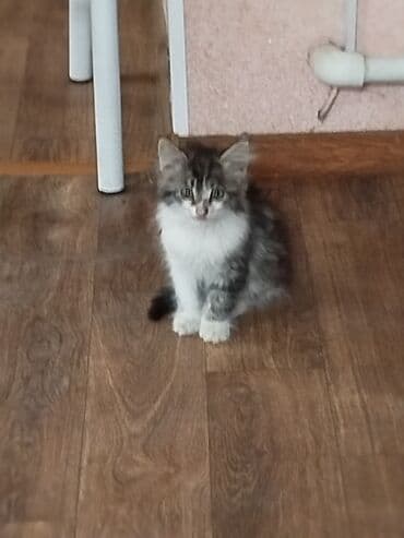 carters для мальчика: Беспородная, 2 месяца, Мальчик, Биколор, Проглистована — 3