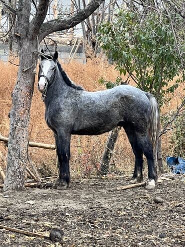 товары для животных: Продаю | Кобыла (самка), Жеребенок | Рабочий, Конный спорт | Мерин — 5
