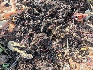 ит мал айдаган: Калифорния соолжан сатылат
баасы келишим турдо — 2