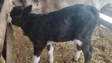 коровы симентал: Продаю | Тёлка | Полукровка | На откорм — 3