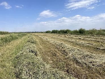 бирки для животных: Беде сатылат | продается люцерна В районе Пригородный, в ближайшее — 3