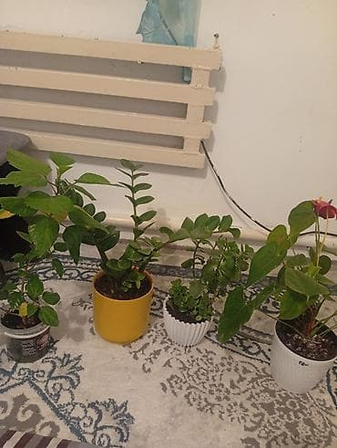 себе: Все за 3000 сом срочно Домашние комнатные растения в горшках (набор) — 1