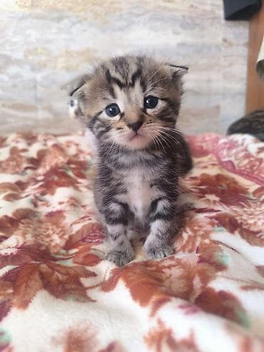 свинкс кот: Продам котят !!! порода - скотиш фолд котята чистокровные, все — 6