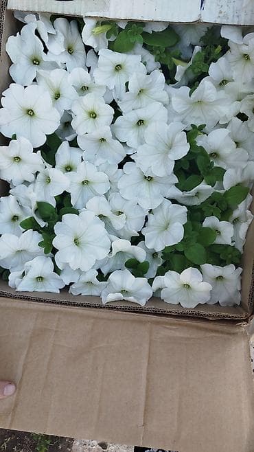 бельевой ящик: Рассада цветочных однолетников в кассетах/ящиках. Оптом и в розницу — 6