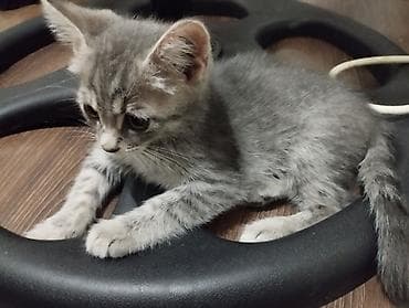 scottish fold: Кошка даром: Беспородная, Девочка — 1