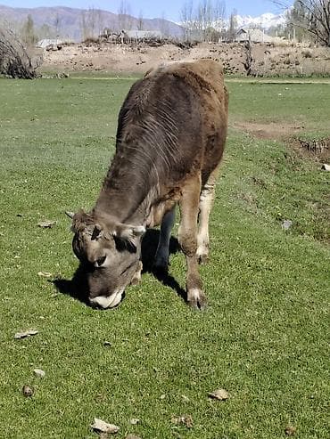 бекер иттер: Сатам | Кунаажын | Аргын | Бордоп семиртүү үчүн | Асыл тукумдуу — 3