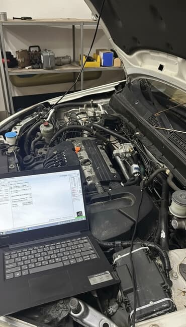 стрижка кошек на дому: ГБО — 2