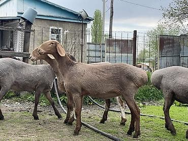 бараны гисары: Продаю | Овца (самка) | Арашан | Для разведения | Матка — 2