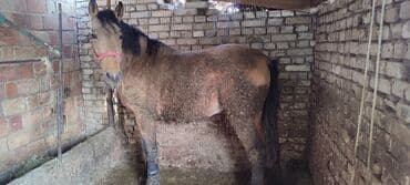 Иттер: Сатам | Байтал | Дончак | Союуга | Мерин — 4