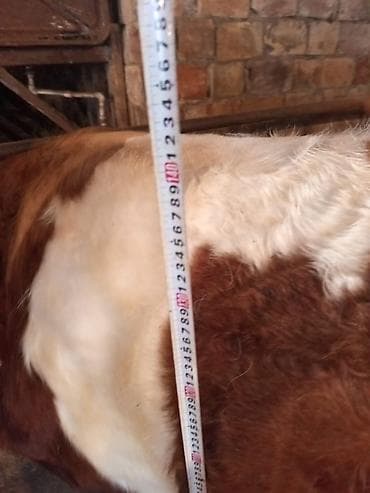 романовский бараны: Продаю | Бык (самец) | На откорм — 1