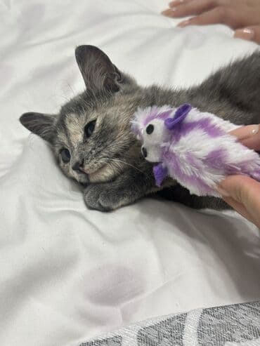 кандек собака: Котёнок, очень ласковая, отдаем бесплатно, окрас черепаховый — 2