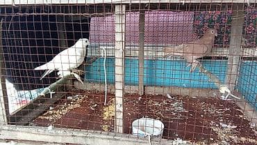 Пара домашних голубей в вольере. - Породы/масти: один белый голубь