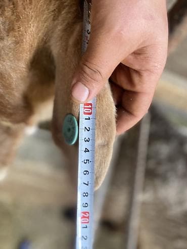 продать кошку: Продаю | Овца (самка) | Арашан | Для разведения — 4