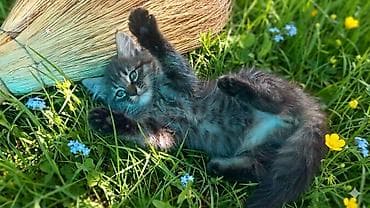 scottish fold: Отдам котят в добрые руки — 4