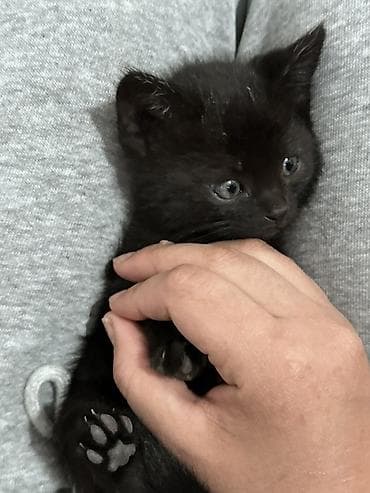 кошка кот: Ищем дом для маленьких котят 🥹 Отдаем в добрые и надежные руки💕 Им — 2