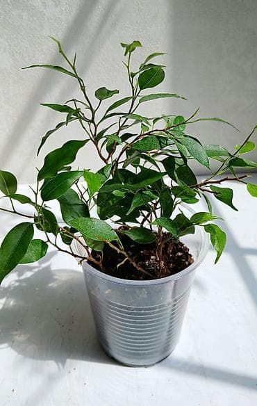 ФИКУС Продаю ФИКУСЫ В каждом стаканчике по 5 - 6 веточек: хорошо