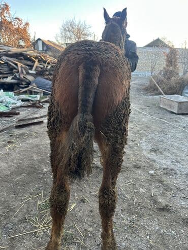 зоомагазин бишкек с животными: Продаю | Жеребенок | Полукровка | На забой, Для разведения — 3