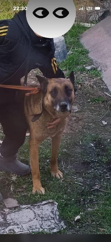 Отдам даром собаку: Собака даром: Бельгийская овчарка, 3 года, Самец — 1