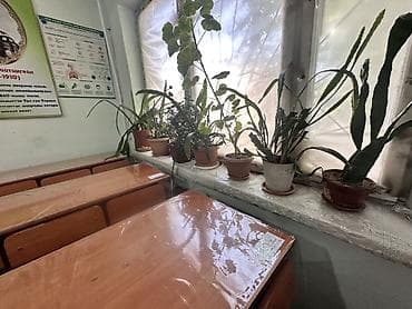 Комнатные растения в горшках — набор для озеленения помещения Что — 2