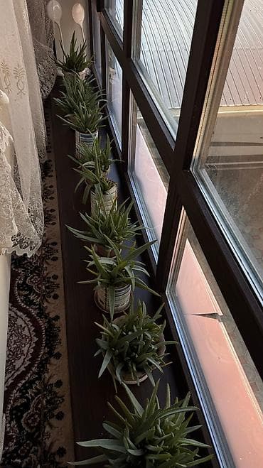 aloe vera: Алое Вера. Горшок 600 сом — 1