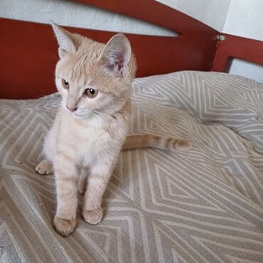 дом кошка: Кошка даром: Беспородная, 3 месяца, Мальчик, Приучена к лотку — 1