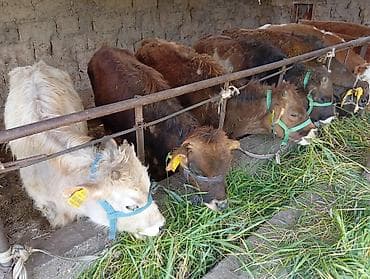 кой баш: Продаю | Бык (самец) | Ангус, Швицкая | На откорм — 3