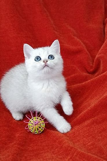 кошки сиамские: Шотландские девочки возраст полтора месяца,от хороших родителей — 1