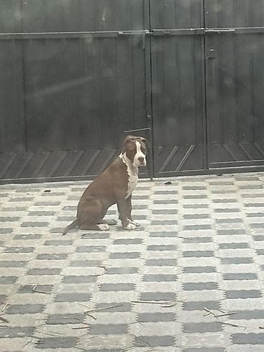 Собака даром: Питбуль, 5 месяцев, Самка at lalafo.kg Собака даром: Питбуль, 5 месяцев, Самка