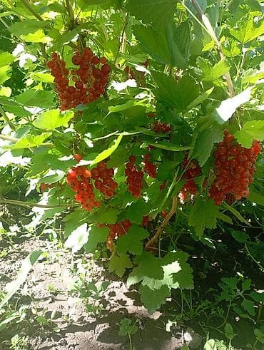 красотки бу: Швея-реставратор — 1