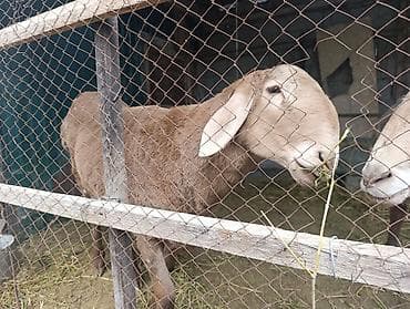 кошки домашние: Продаю | Овца (самка) | Для разведения | Осеменитель — 3