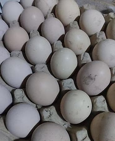 Продаю | Инкубационные яйца | Брама | Для разведения — 2