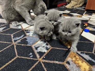 черная шотландская кошка: Шотландские котята (вислоухие/страйт) серого (blue) окраса - Плюшёвая — 6