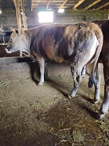 стоимость коровы в бишкеке: Продаю | Корова (самка) | Для молока | Привязанные — 1
