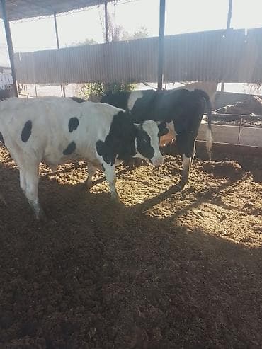 Айыл-чарба жаныбарлары: Сатам | Бука (эркек) | Голштин | Бордоп семиртүү үчүн | Асыл тукумдуу — 2