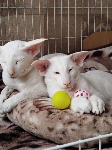 наполнители для кошек: Ориентальная, 7 месяцев, Мальчик, Белый, Приучена к лотку, Проглистована, С документами — 7