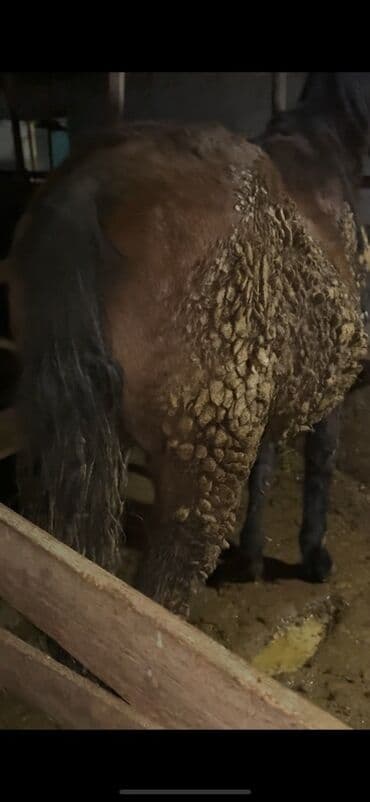 отдам даром вислоухого котенка: Продаю | Жеребенок | Рабочий — 1